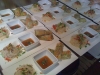 Catering / Cooking: fresh springrolls, noodlesalade en zoetzure dip