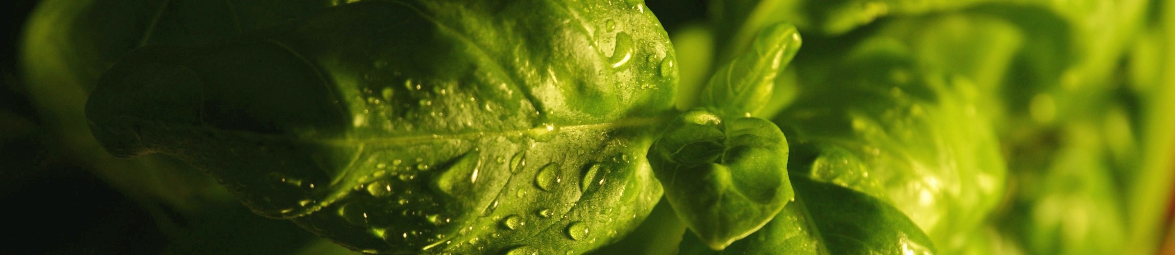 biologische catering